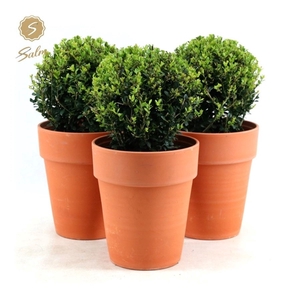 Ilex crenata 'Jenny'® Ball Ø20cm P17 in Ceramic Terracotta