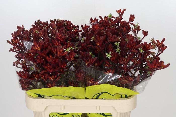 <h4>Anigozanthos Early Spring</h4>