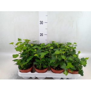 Hedera helix 'Wonder'