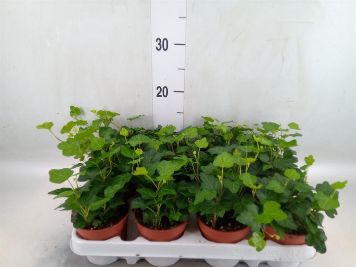 <h4>Hedera helix 'Wonder'</h4>