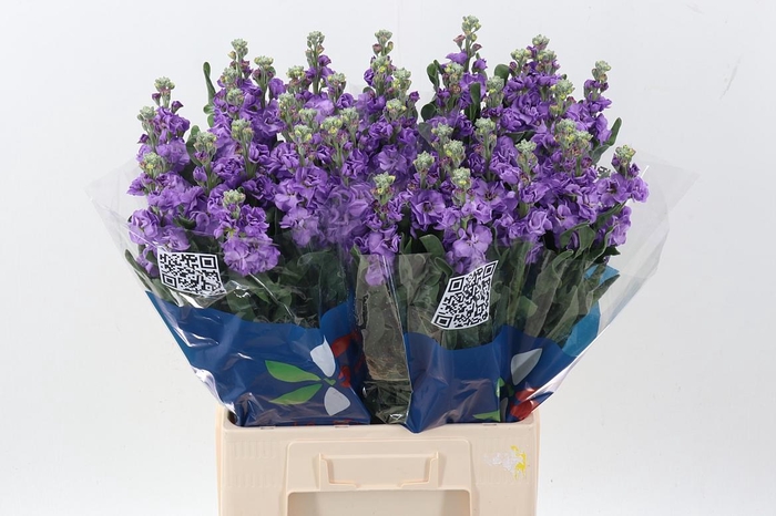 <h4>Matth Iron Blue</h4>