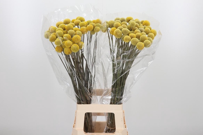 <h4>Craspedia - Overig</h4>