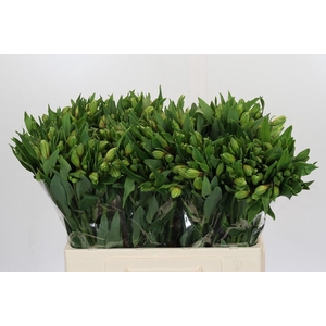 Alstroemeria Selection Yellow