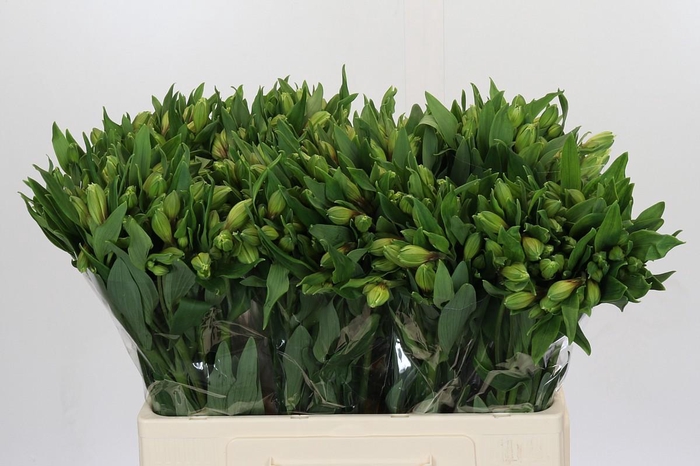 <h4>Alstroemeria Selection Yellow</h4>