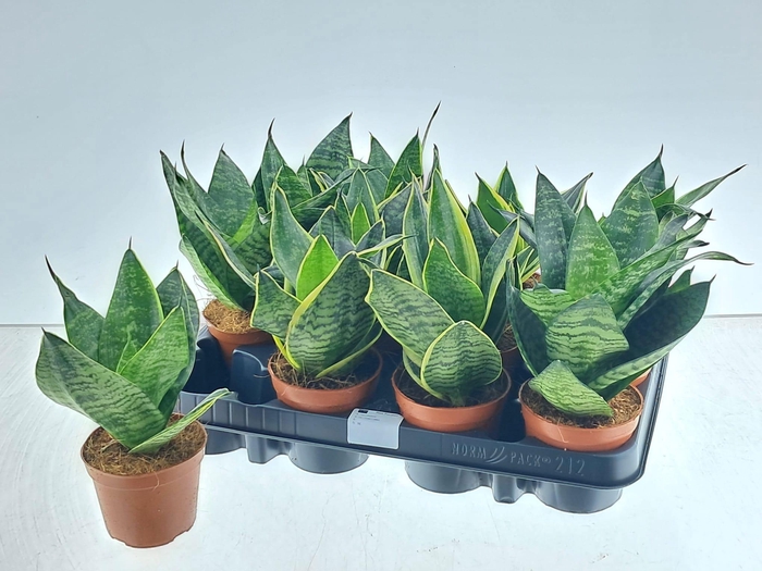 <h4>SANSEV HAHNII</h4>