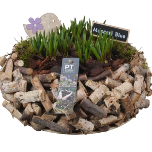 6281 MUSC XL STOKJES ROND