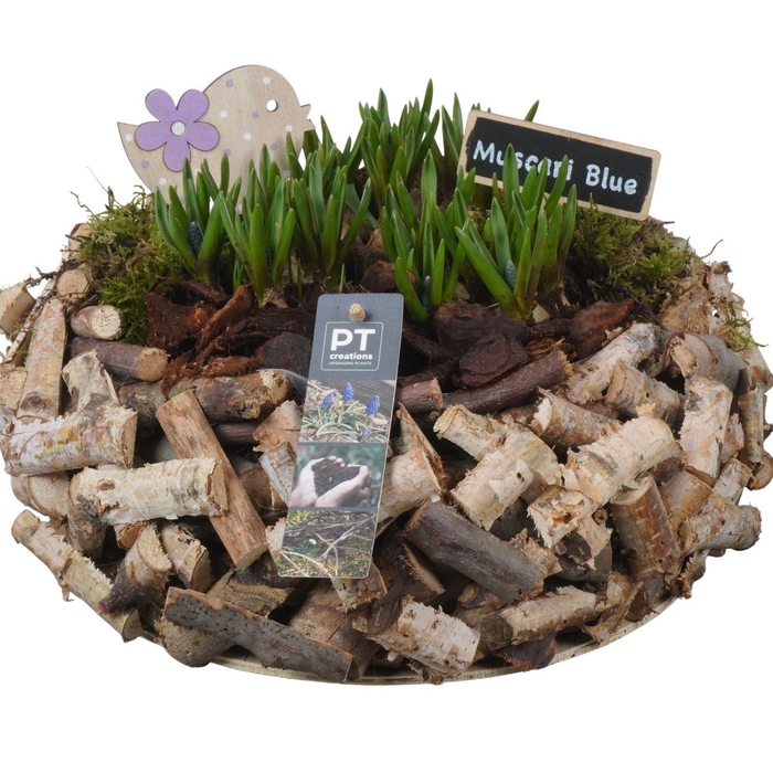 <h4>6281 MUSC XL STOKJES ROND</h4>