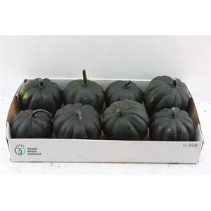 Sier Cuc P Black Cat X8