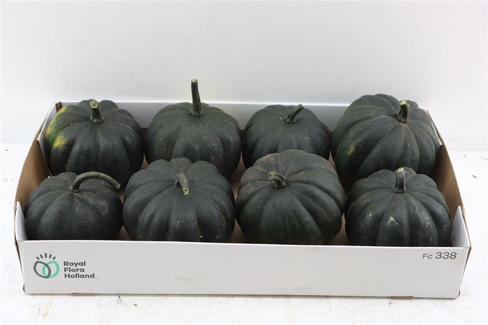 <h4>Sier Cuc P Black Cat X8</h4>