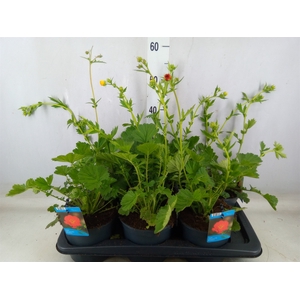 Geum chiloense