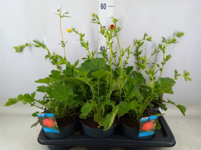 <h4>Geum chiloense</h4>