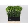 Ornithogalum Mount Fuji