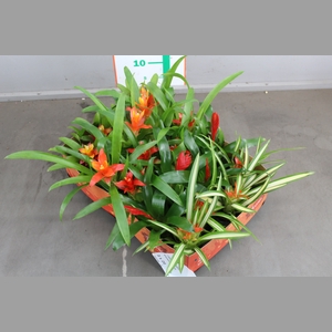 BROMELIA GEM