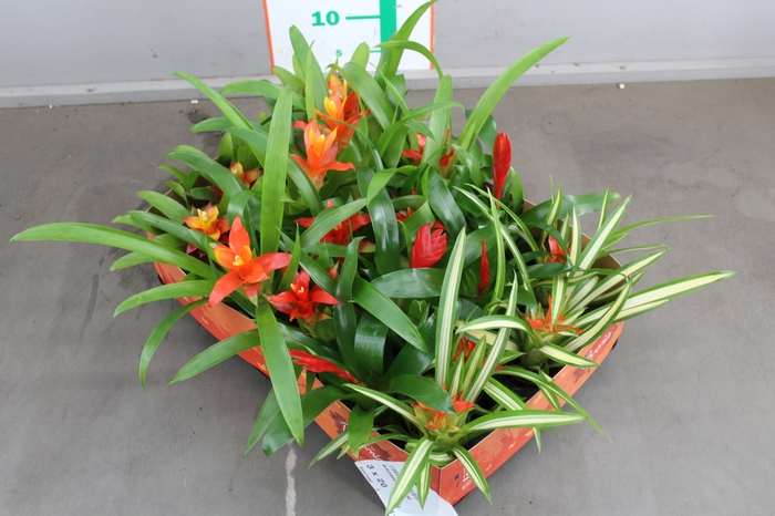 BROMELIA GEM