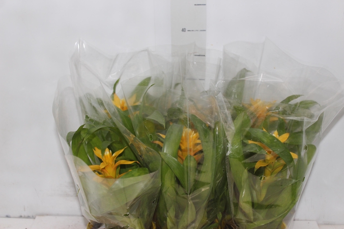 <h4>GUZM. AMARELA P12</h4>