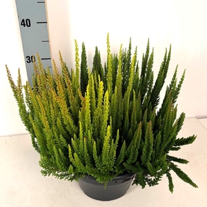 CALLU SKY SKYFIVE GP