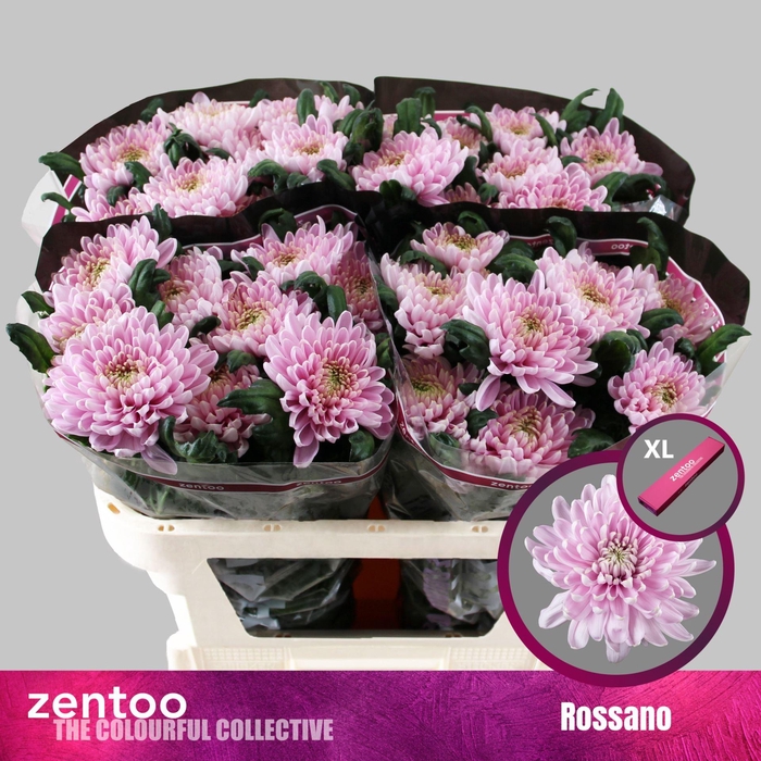 <h4>CHRYSANTHEMUM GR 'ROSSANO'</h4>