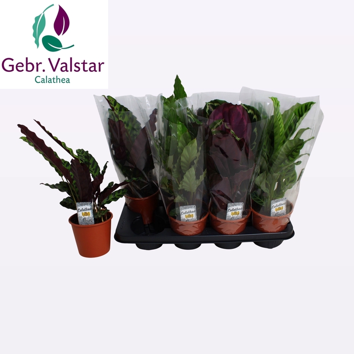 <h4>CALAT GEM 4 SRT</h4>