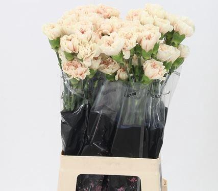 <h4>DI ST APPLE TEA</h4>