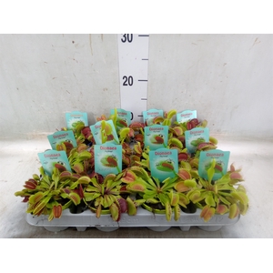 Dionaea muscipula