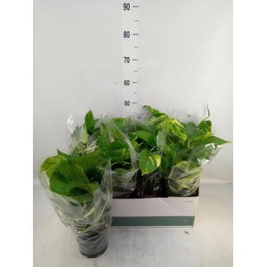 Epipremnum pinn. 'Aureum'