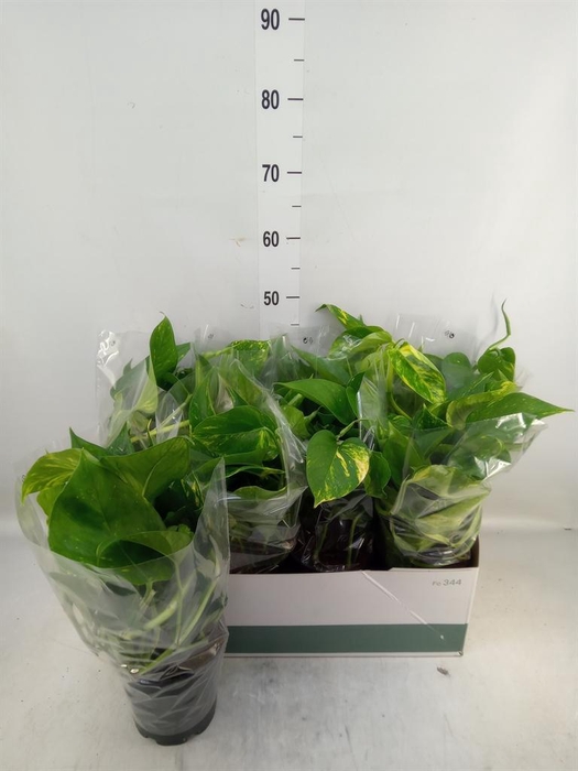 <h4>Epipremnum pinn. 'Aureum'</h4>