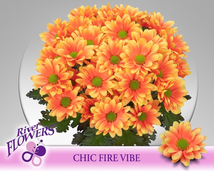 <h4>CHR T CHIC KLB H%</h4>