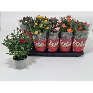 Rosa Lotz of gemengd 5 kleuren