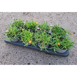 Delosperma Lido mix
