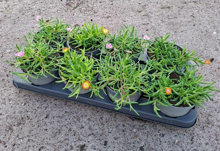 <h4>Delosperma Lido mix</h4>