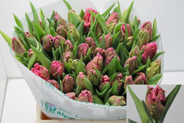 <h4>TU PA MARVEL PARROT</h4>