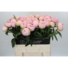 Paeonia Pink Snow