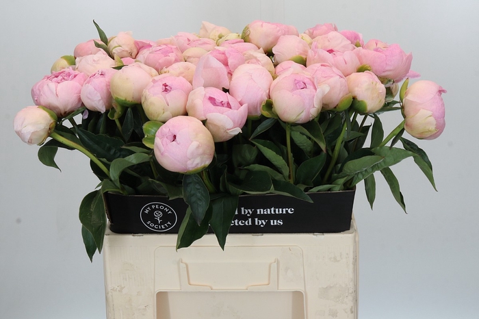 Paeonia Pink Snow