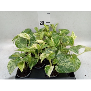 Epipremnum pinn. 'Marble Queen'