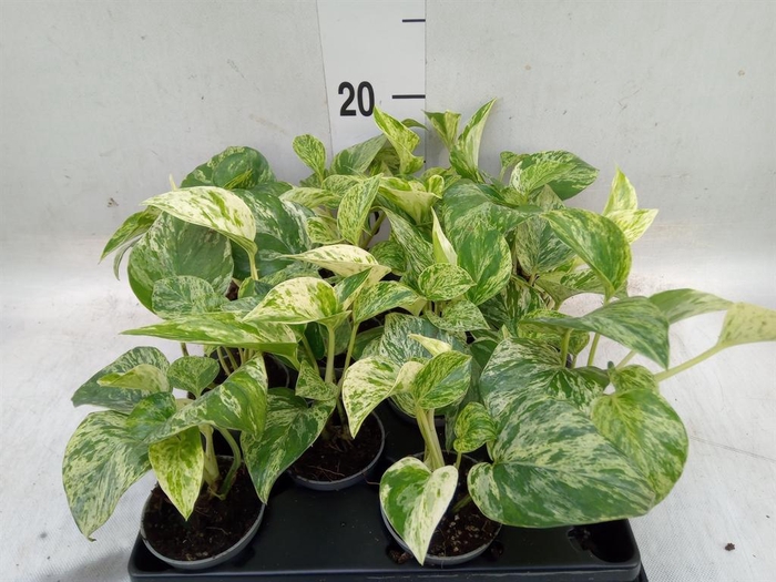 <h4>Epipremnum pinn. 'Marble Queen'</h4>