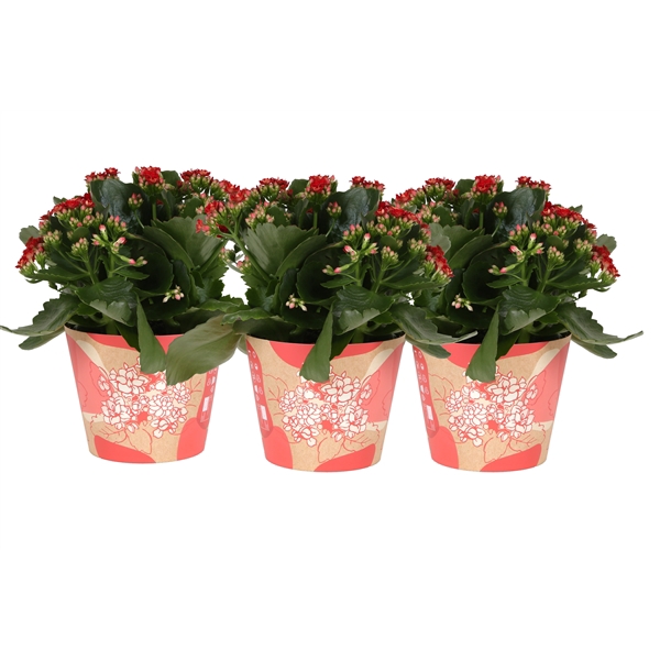 <h4>KP-849.1 RD - Kalanchoe Rosalina in rode waterdichte smartcup</h4>