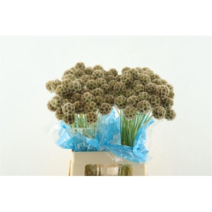 Scabiosa Stellata Zd 60cm