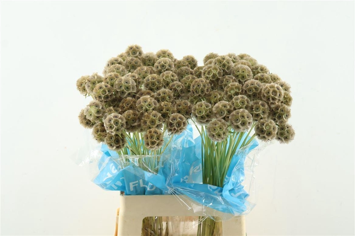 <h4>Scabiosa Stellata Zd 60cm</h4>