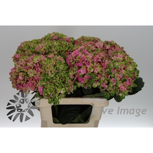 Hydrangea mag coral