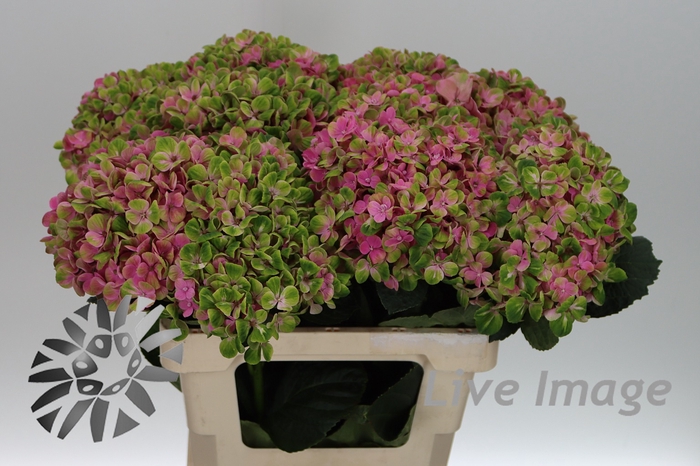 <h4>Hydrangea mag coral</h4>
