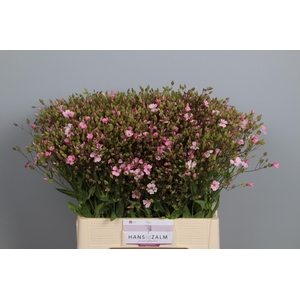 SAPONARIA OV