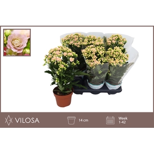 Kalanchoe More Flowers Sunny Pink 14Ø 40cm