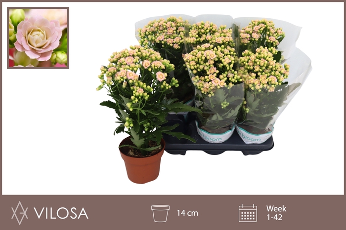 Kalanchoe More Flowers Sunny Pink 14Ø 40cm