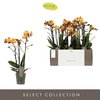 Phal 3-tak Las Vegas