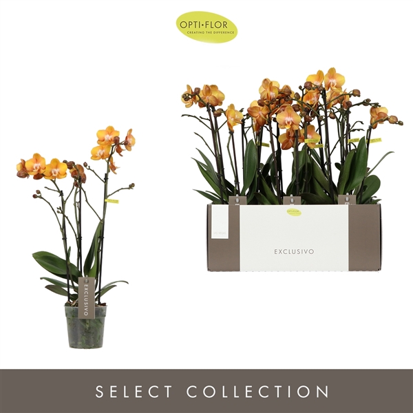 <h4>Phalaenopsis Multifloratypes Anthura Las Vegas</h4>