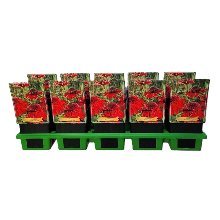 <h4>Echinacea purpurea</h4>