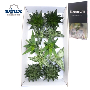 Aloe Mix (wincx) Cutflower