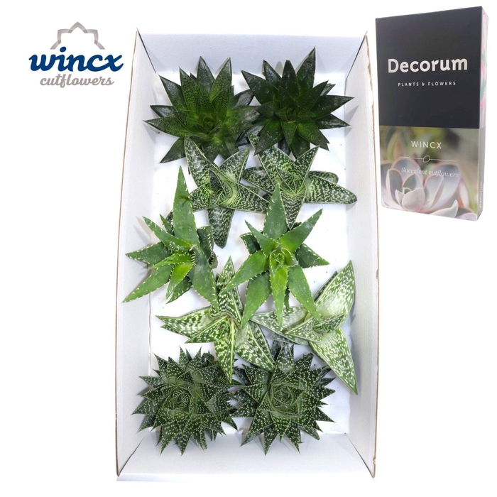 <h4>Aloe Mix (wincx) Cutflower</h4>
