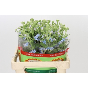 Oxypetalum Tweedia Blue
