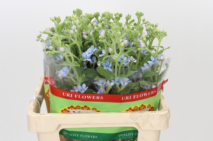 <h4>Oxypetalum Tweedia Blue</h4>